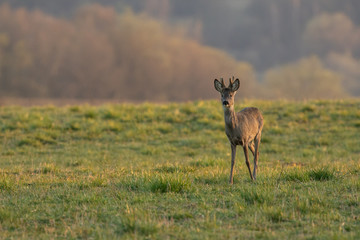 Naklejka na ściany i meble Young roe deer standing on the grassy meadow with sunset light in the background, Capreolus capreolus, Slovakia
