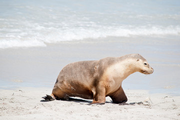 Fototapeta premium this is a female sea lion at Seal Bay