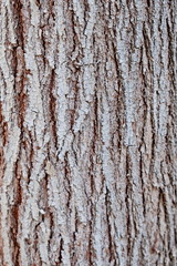 Obraz premium Tree trunk. Bark of tree. Texture