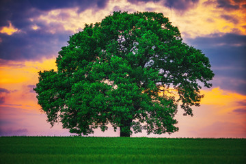 Tree in the field and dramatic clouds in the sky