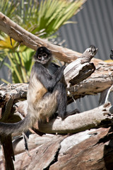 the spider monkey is sitting on a piece of wood