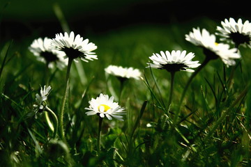 close up daisies in dark green grass, low angle view from the ground
