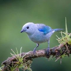 blue tit on a branch