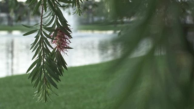 Other Close up flower drop water, slow motion flower, nature landscape after a day raining / toma cercana de flor, gotas de agua despu&eacute;s de lluvia, paisaje