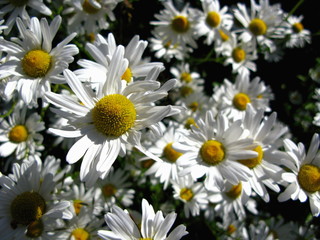 extreme daisy close up, many daisies together, daisy field as a background