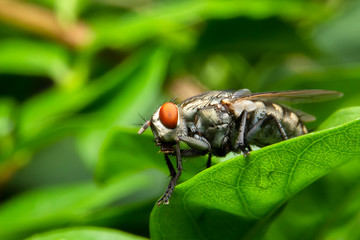 Close up of the Flies on green leaves in the morning. Selective focus of the  House flies on trees in the rainy season.