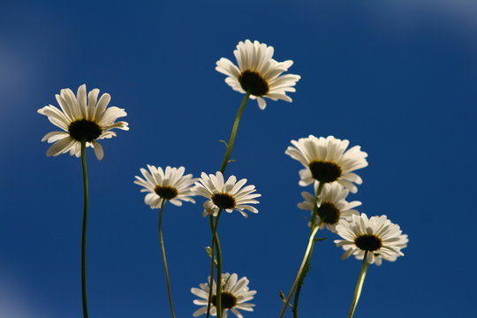 wild daisies on bright blue sky background, summer feeling