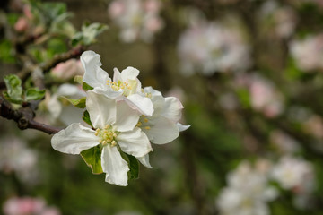 White apple tree flowers in springtime