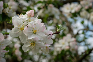 Apple tree flowers in spring