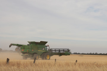 Fototapeta premium Large combine machinery harvesting a wheat crop on a farm in an agricultural, dry, windy and dusty farmland area near Melbourne, Victoria, Australia.