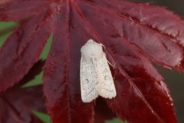 A Powdered Quaker Moth,  Orthosia gracilis, perched on a red Acer Tree Leaf in springtime.