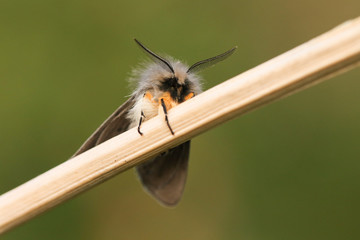 A stunning male Muslin Moth, Diaphora mendica, perched on a plant in springtime.