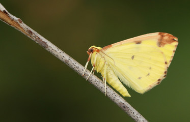 A beautiful Brimstone Moth, Opisthograptis luteolata, perching on a twig in spring.