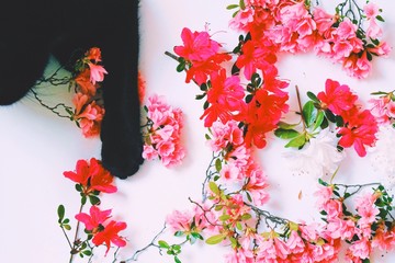 Directly Above View Of Black Cat By Pink Flowers On White Background