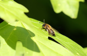 A bee resting on a leaf in spring in the UK. 