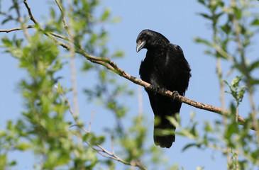 A Carrion Crow, Corvus corone, perched on a branch of a tree.