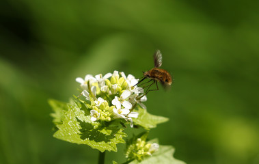 A Dark-edged Bee-fly, Bombylius major, feeding from a wild garlic mustard flower.
