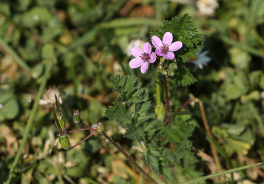 A flowering Common Stork's-Bill plant, Erodium cicutarium, growing in the wild in the UK.