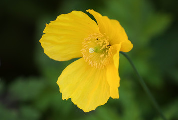 A pretty yellow Welsh Poppy flower, Meconopsis cambrica, growing in a garden in the UK.