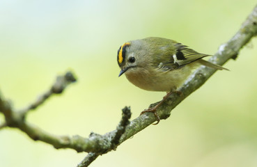 Fototapeta premium A Goldcrest, Regulus regulus, perching on a branch of a tree in spring. It is trying to attract a mate.