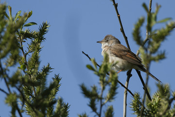 A beautiful Whitethroat, Sylvia communis, perching on a Willow Tree in spring.