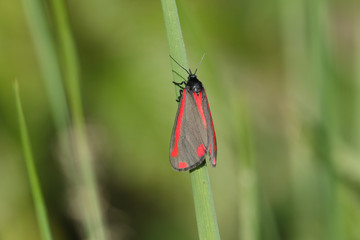 A pretty Cinnabar Moth, Tyria jacobaeae, perching on a blade of grass in spring.