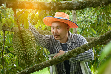 asian durian farmer harvest durian on the durian farm