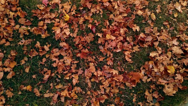 looking down on red mapple leaves On Grass In Autumn. Pan up