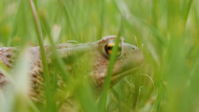 Large green toad side shot while hiding in green grass. Deep breathing. Closes eyes in the end. Macro close up shot.