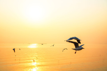 Beautiful landscape sea and sky sunset and Seagull flying in the golden sky background . Soft focus . - 343360081