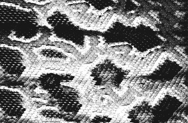 Distress snake skin grunge texture. Black and white background.
