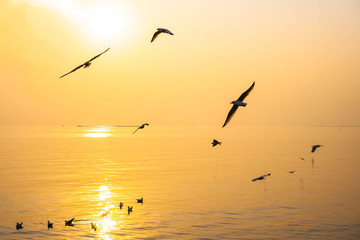 Beautiful landscape sea and sky sunset and Seagull flying in the golden sky background . Soft focus . - 343360099