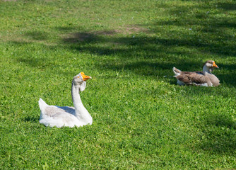 Domestic geese on the green lawn