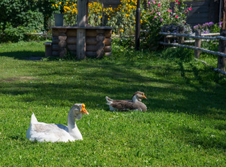 Domestic geese in the pasture