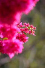 close up of pink flowers