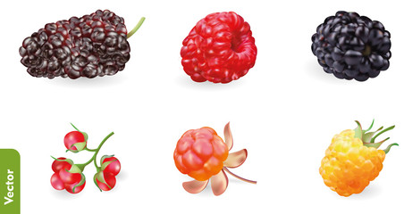 Berries realistic set with mulberry, red and yellow raspberry, stone bramble berry, cloudberry and blackberry. 3d isolated vector illustration.