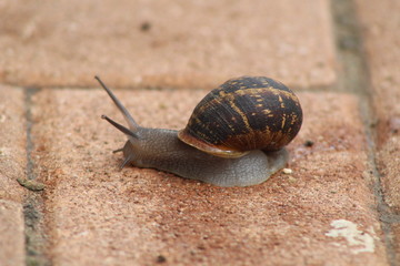 Snail on a wintry day