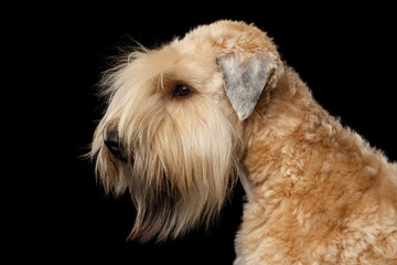 Portrait of Irish Soft Coated Wheaten Terrier on Isolated Black Background, Profile view