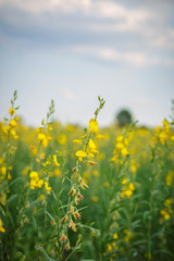 beautiful view at sunhemp flowers field
