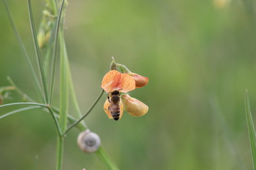 Bee collects nectar from the flower