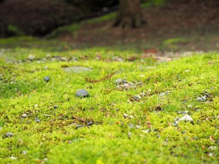 苔で覆われた日本庭園の地面
