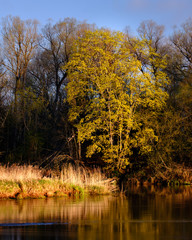 Morning sunlight on trees by a river long exposure beautiful spring time