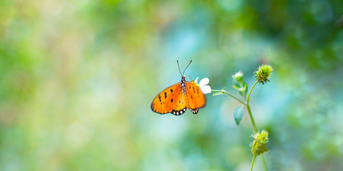 Butterfly spreading its wings And it's going to suck nectar from flowers.