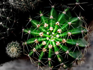 Close up image of cactus.