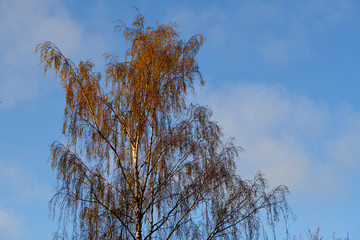 Single birch tree isolated on blue sky background with beautiful morning light