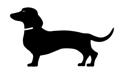 dachshund standing side pose