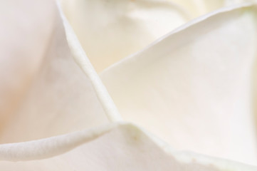 Rose flower fragment macro shot