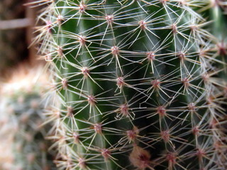 Close up image of cactus.