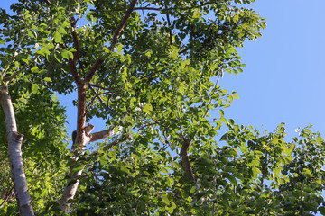 squirrel high in the branches