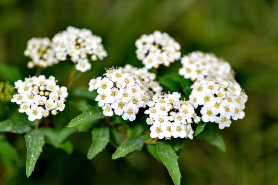 Reeves Spirea Photos Royalty Free Images Graphics Vectors Videos Adobe Stock